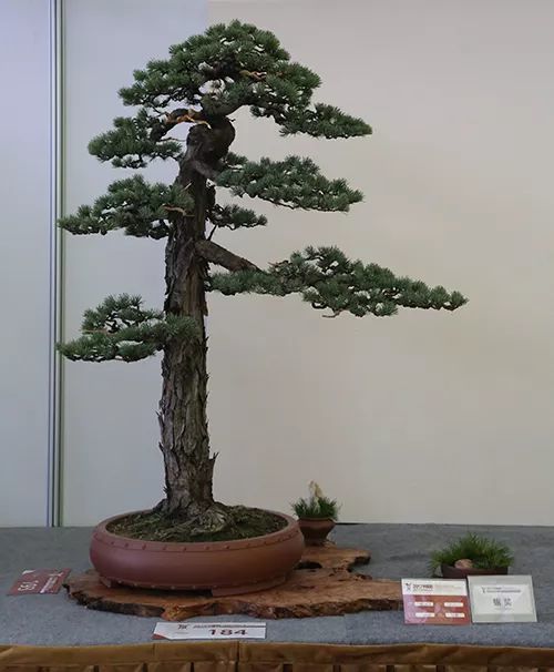 欣赏盆景名家藏品,领悟盆景作品拍摄技巧