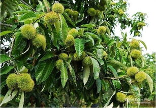 板栗树种植及图片欣赏