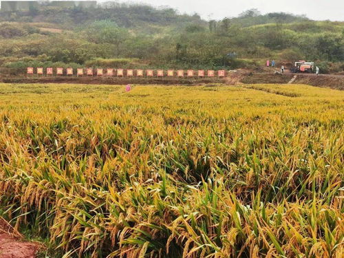 再破纪录 袁隆平团队双季稻亩产超1500公斤