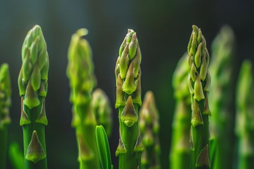 美味绿色食品蔬菜芦笋图片摄影图 广告素材 下载至来源处
