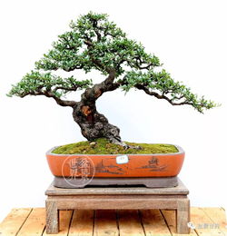 铁 马 鞭