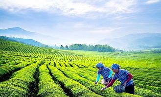 经营策略,库玛茶门店因地制宜,品质化经营