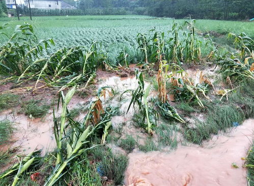 今日入伏,俗语说 淋伏头,晒伏尾 当天下雨好吗