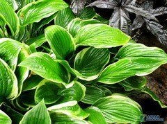小花与昆虫