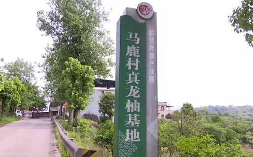 老骥伏枥志在带领群众脱贫致富——记中国好人曾玉才