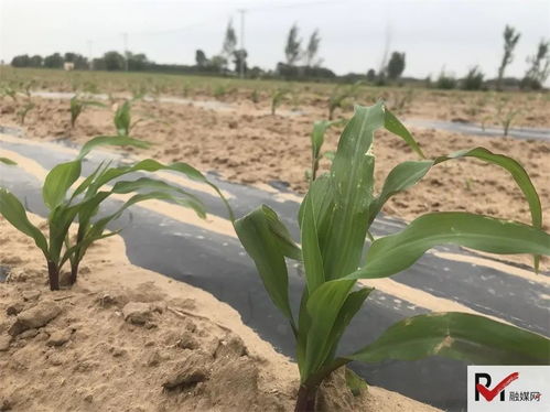 老骥伏枥心向善，田间公益志在农