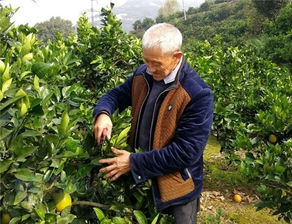 老骥伏枥奔富路 兴山县昭君镇李明春的奋斗人生