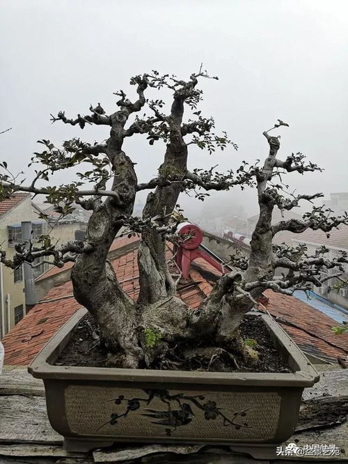 老骥伏枥写春秋