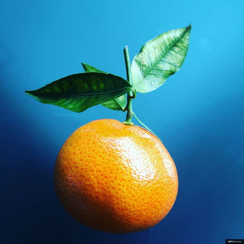 伏枥葡萄柚 柑橘家族的璀璨明珠